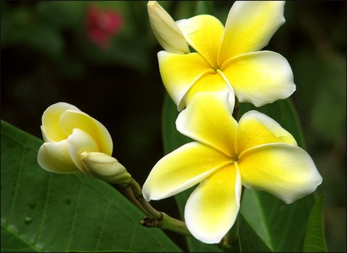 Plumaria blog
