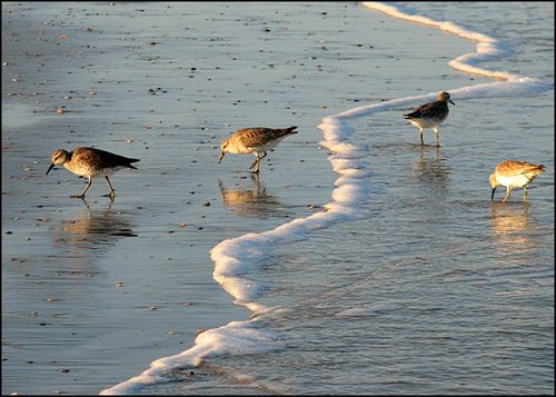 Sandpipblog