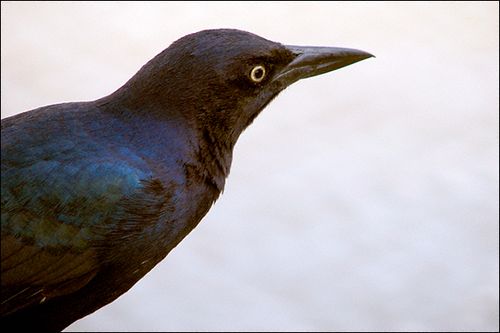Blkbrdblog