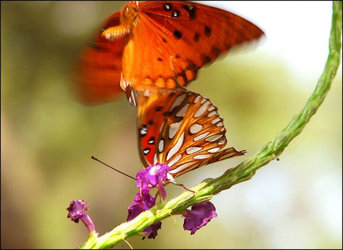 Dance of life