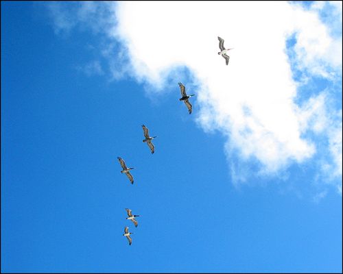 Pelicloudsky blog