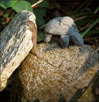 Lizrdturt blog