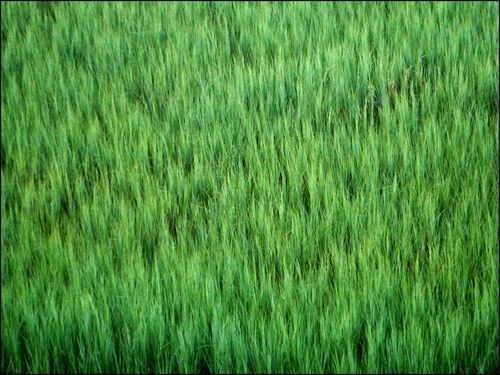 Out of focus1 blog