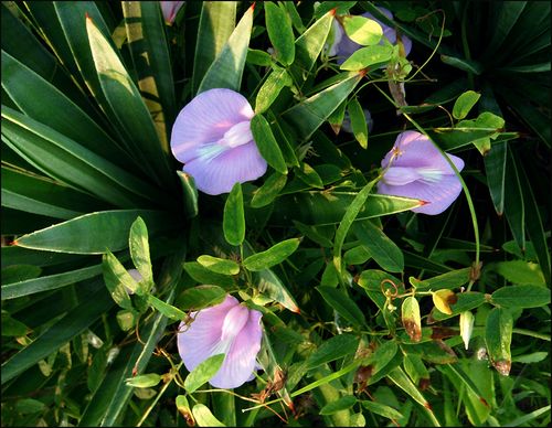 Sweetpea?blog