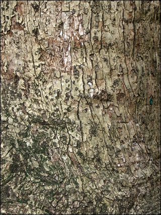 Bark blog