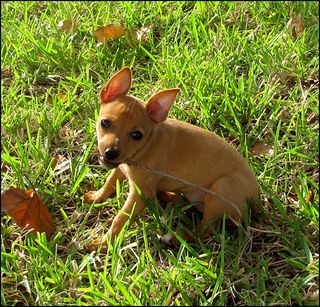 Barkdog blog