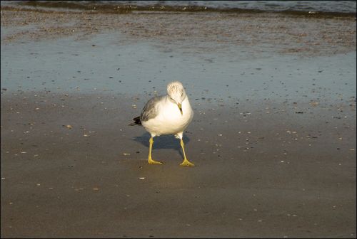 Forgetful gull