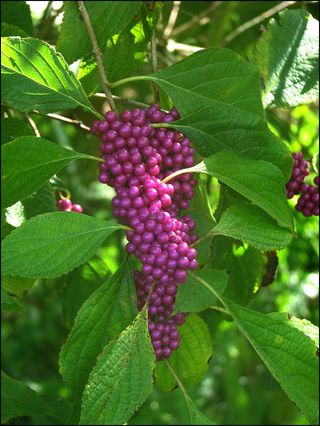 Beauty berry blog