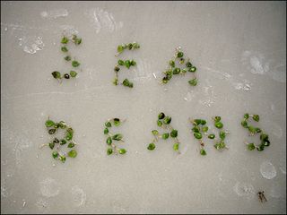 Seabeans blog Seabeans blog
