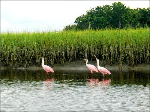 3spoonbill
