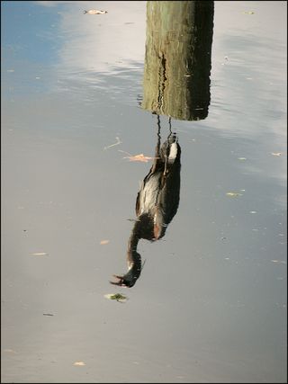 Heron reflectd blog