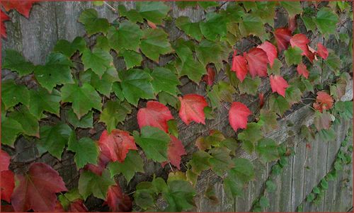 Bost ivy blog