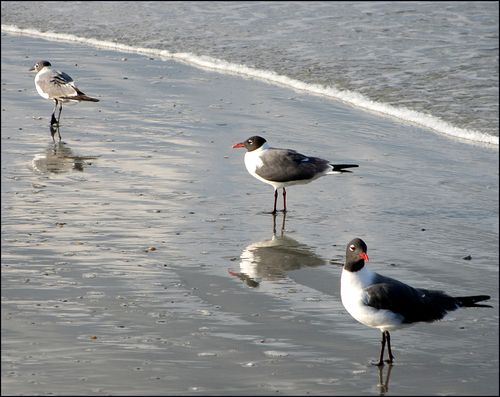 Three gulls blog