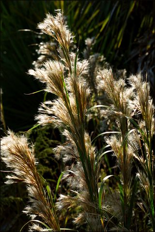 Grassbloom blog