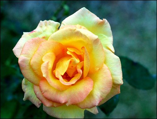 Yelw rse blog