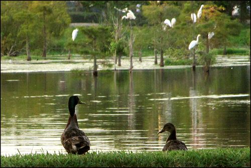 Two ducks blog