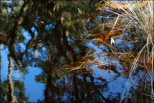 Reflestguana403 blog