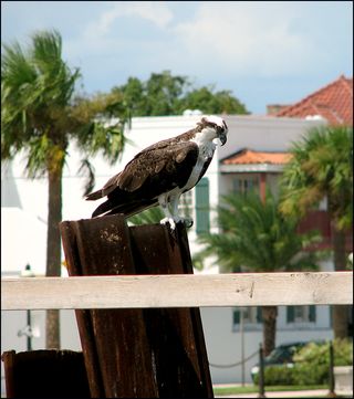 Ospreytown blog