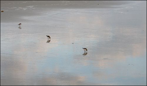 Pipers reflect blog