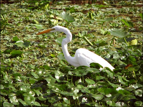 Egretclose blog