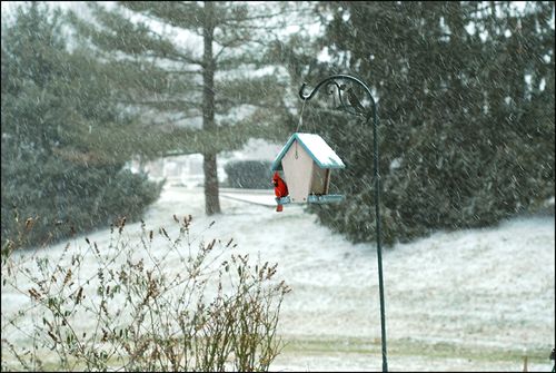 Cardinal snow blog