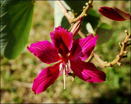 Lily tree blog