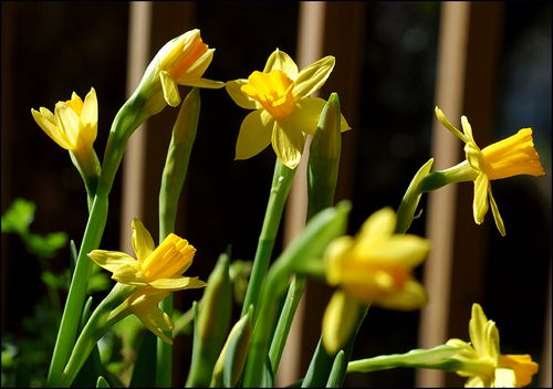 Daffodilsblog