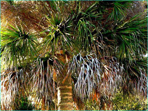 Messypalm blog