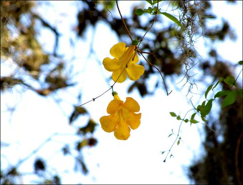 Yellow back blog