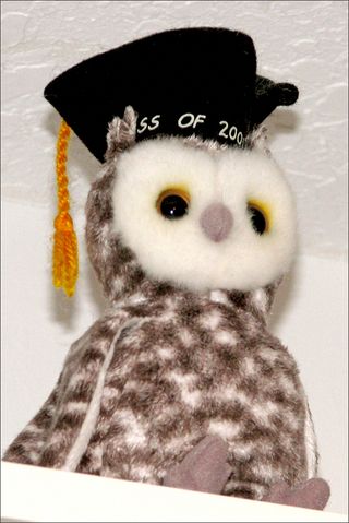 Owl blog