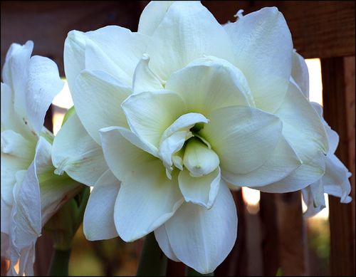 Amaryllis all in blog