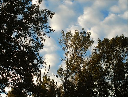 Eagle sky blog Eagle sky blog