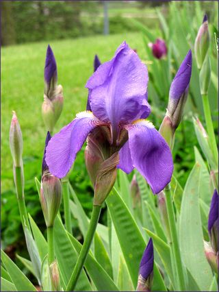 Iris beardprple blog