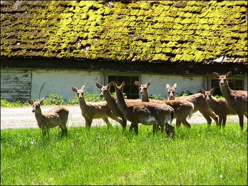 White taildeer blog