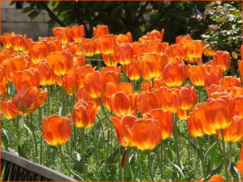 Tulips ornge