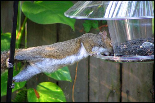 Squirrel