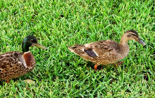 Thursday ducks blog