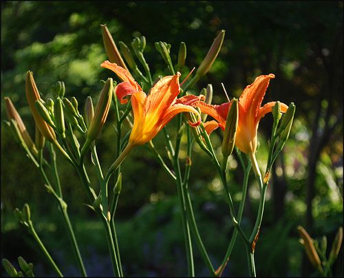 Dayliliessummblog 