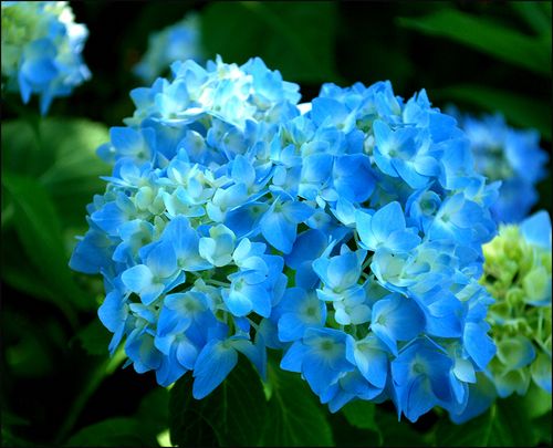 Hydrangea707 blog