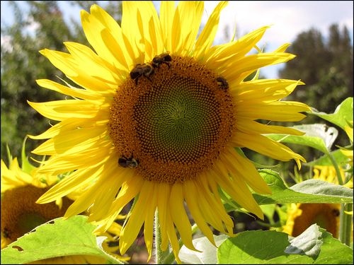 Sunflowr lngwd blog