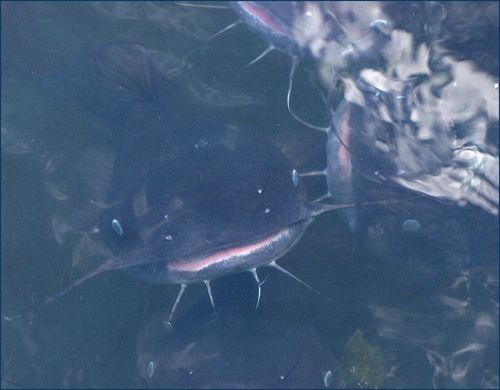 Catfish blog