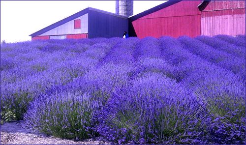 Lavender farm blog