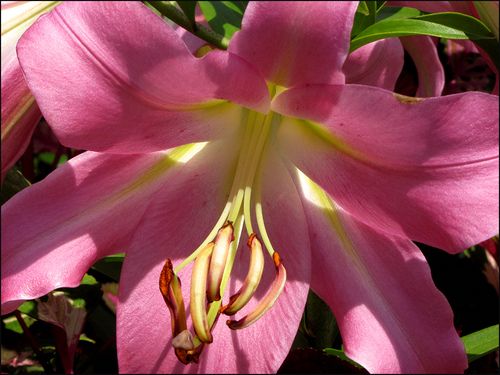 Lily015lngwd blog