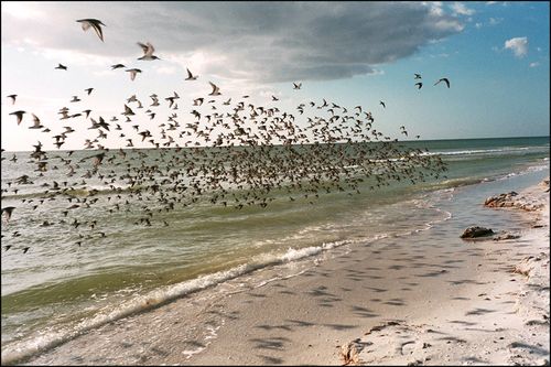 The birds tigertail blog