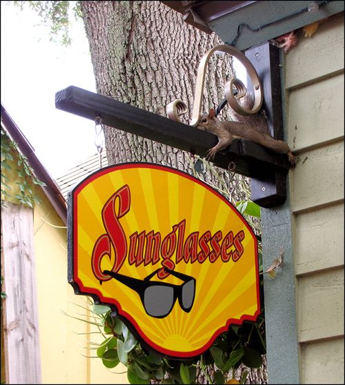 Squirl sunglsses blog