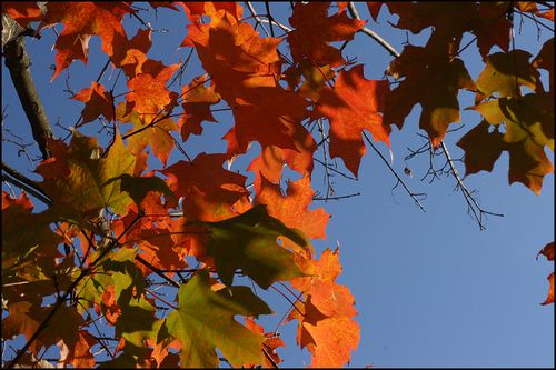 Favite fall blog Favite fall blog