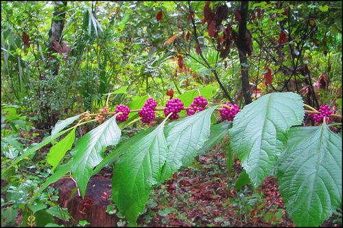 Beauty berry blog