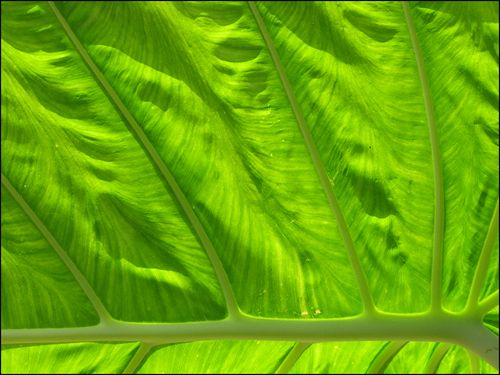 Leaf upcllose blog