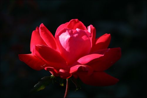 Sorrows and joys
