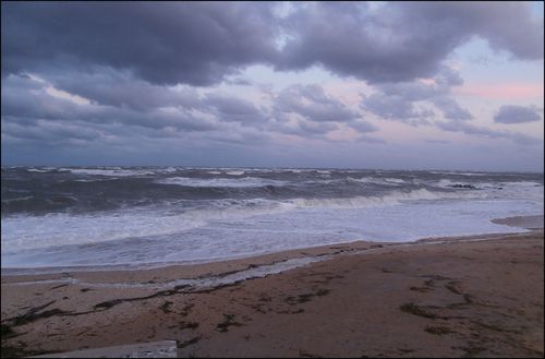 Wild waves blog